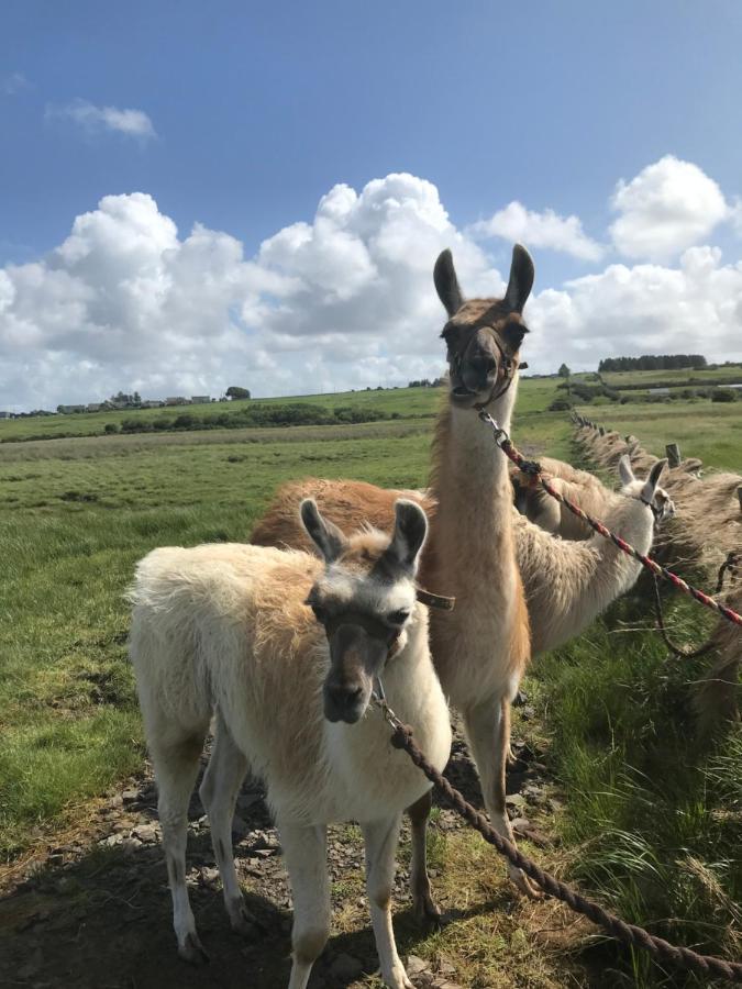 The Beautiful Lazy Llama Shepherd Hut Farm Stay Ballyshannon Exterior foto